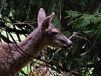 FAUNE 4 (14).JPG